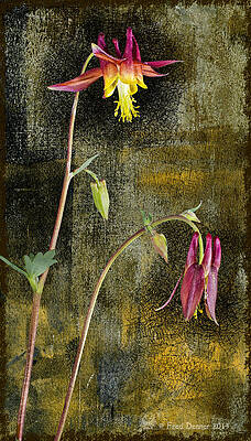 Photograph - Alaskan Wild Columbine by Fred Denner