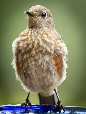 Bird Wall Art featuring the photograph Alert by Jean Noren