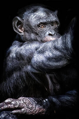 Wall Art featuring the photograph All That by Ghostwinds Photography