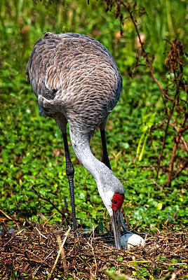 Bird Wall Art featuring the photograph Almost Done by Ghostwinds Photography