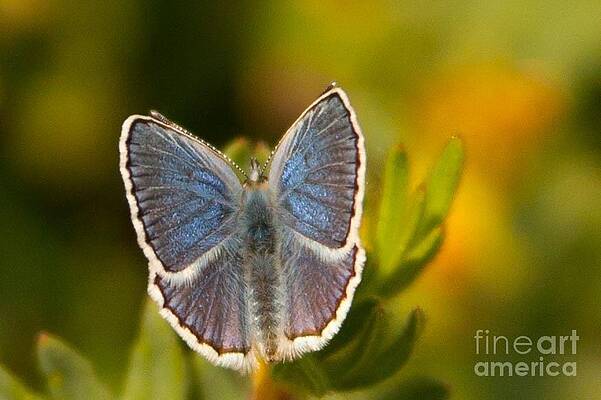 Glacier National Park Photograph - Along The Path To Iceburg Lake 16 by Natural Focal Point Photography