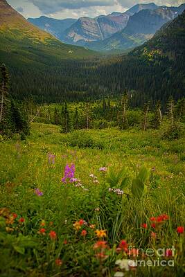 Glacier National Park Photograph - Along The Path To Iceburg Lake 17 by Natural Focal Point Photography