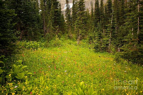 Glacier National Park Photograph - Along The Path To Iceburg Lake 4 by Natural Focal Point Photography