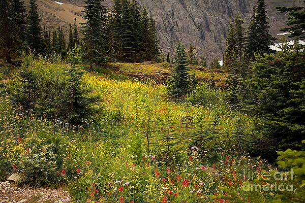 Glacier National Park Photograph - Along The Path To Iceburg Lake 6 by Natural Focal Point Photography