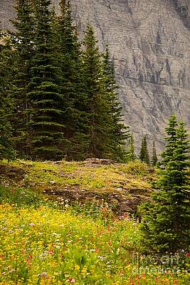 Glacier National Park Photograph - Along The Path To Iceburg Lake 7 by Natural Focal Point Photography