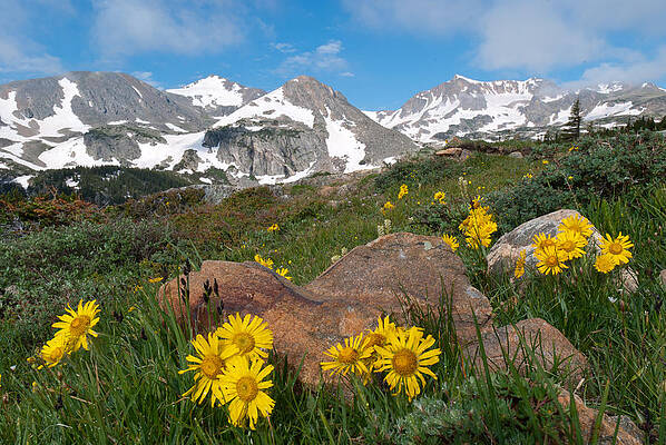 Sky Wall Art featuring the photograph Alpine Sunflower Mountain Landscape by Cascade Colors