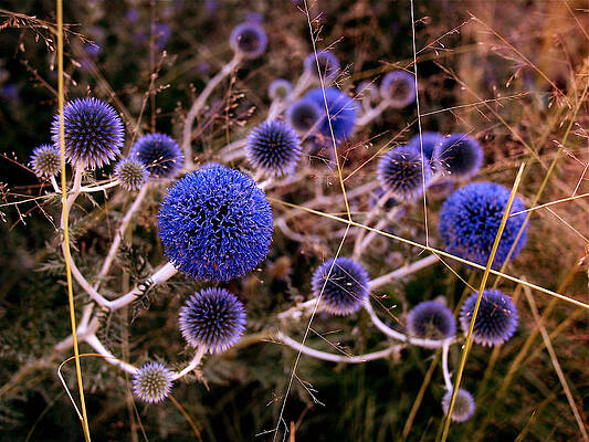 Blue Globe Thistles in Bloom Wall Art