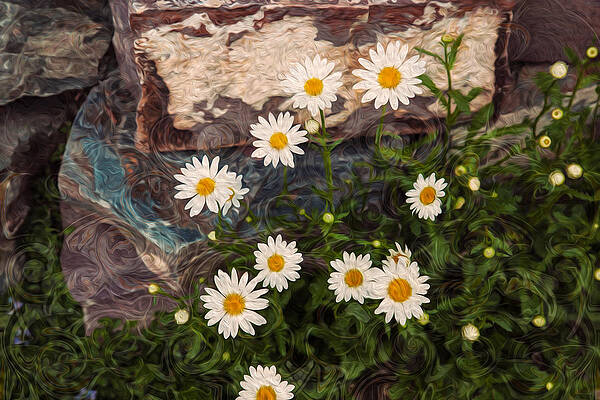 Summer Painting - Amazing Daisies by Omaste Witkowski
