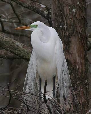 Photograph - American Egret by Jim E Johnson