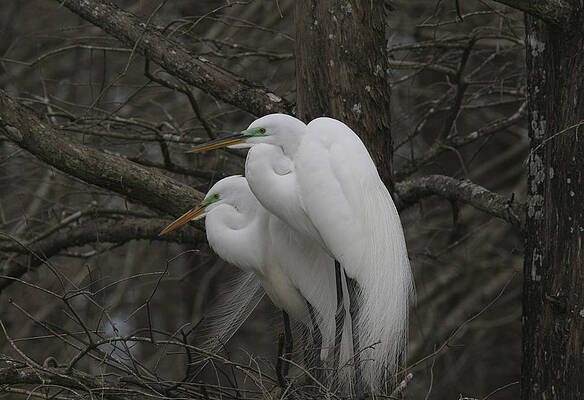 Photograph - American Egrets by Jim E Johnson