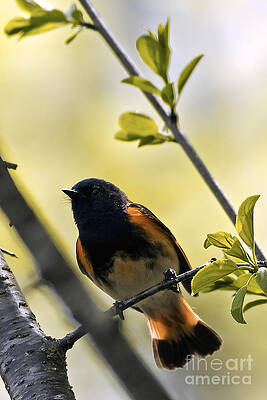 Wisconsin Photograph - American Redstart by Natural Focal Point Photography
