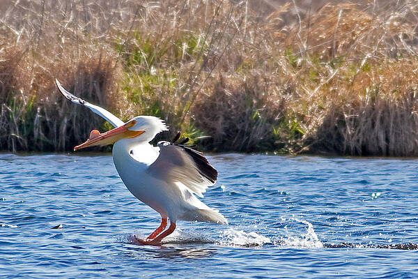 Marsh Photograph - American White Pelican Landing In Horicon Marsh by Natural Focal Point Photography