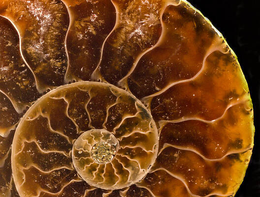 Abstract Photograph - Ammonite Agate Fossil by Jean Noren