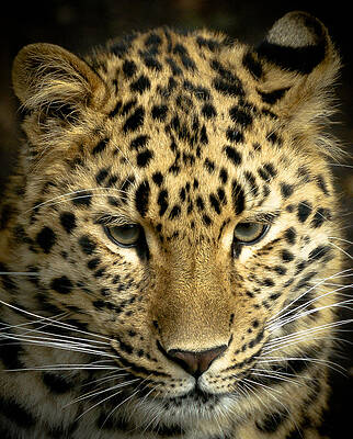 Close-Up of Leopard Face Photograph
