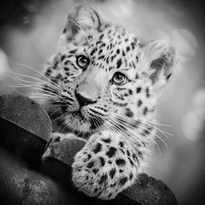 Curious Leopard Cub Photograph