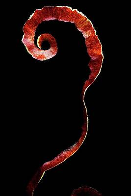 Fruit Photograph - An Apple Peel by Romulo Yanes