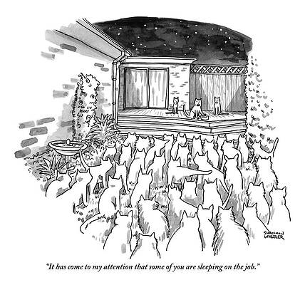 Public Wall Art featuring the drawing An Assembly Of Cats In A Backyard Led By Three by Shannon Wheeler