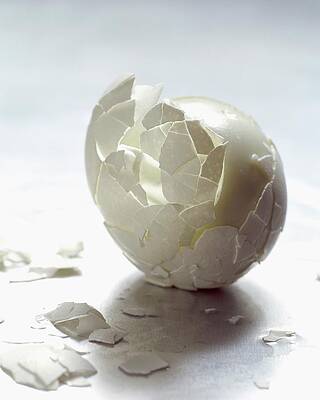 Cracked Egg Shell Wall Art