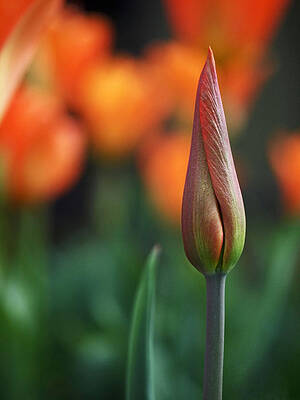 Wall Art featuring the photograph An Elegant Beginning by Rona Black