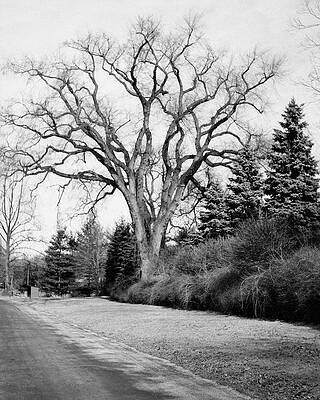 Dead Photograph - An Elm Tree At The Side Of A Road by Tom Leonard