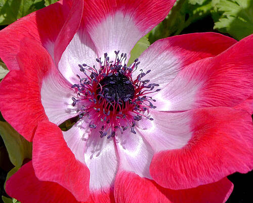 Bold Wall Art featuring the photograph Anemone De Caen by Rona Black
