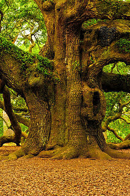 South Carolina Photograph - Angel Live Oak Trunk by Louis Dallara