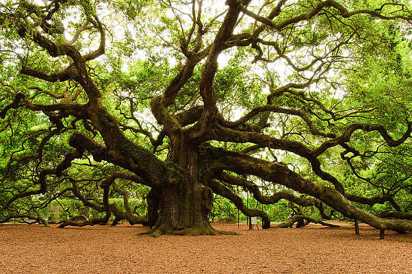 Angel Oak Tree 2009 by Louis Dallara