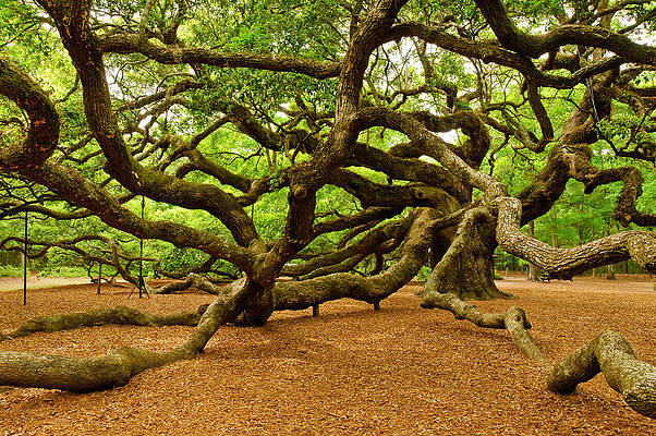 Angel Oak Tree Branches by Louis Dallara