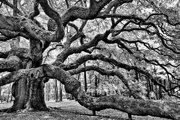 South Carolina Photograph - Angel Oak Tree IR HDR by Louis Dallara