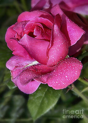 Vibrant Photograph - Angled Rose by Stefano Senise