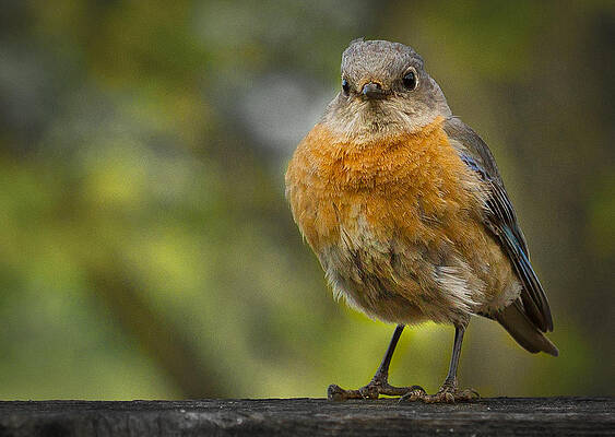 Bird Wall Art featuring the photograph Angry Bird by Jean Noren