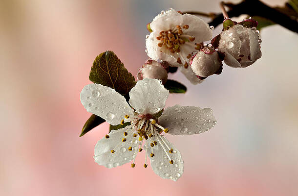 Blossom in Morning Dew Photograph