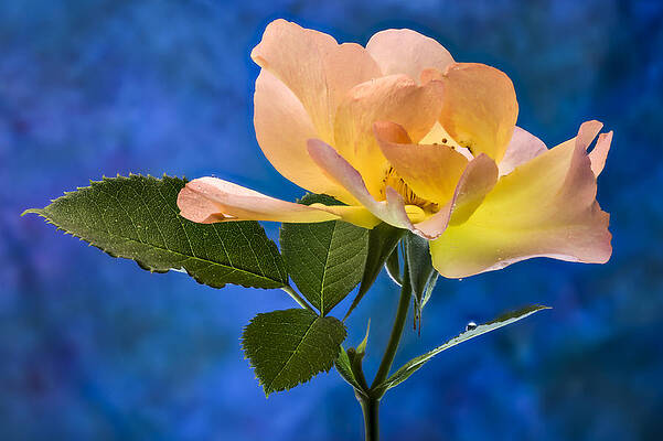 Beautiful Photograph - Another Beautiful Rose by Jean Noren