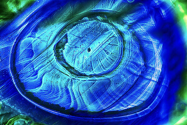 Wall Art featuring the photograph Aquatic Wonder by Omaste Witkowski