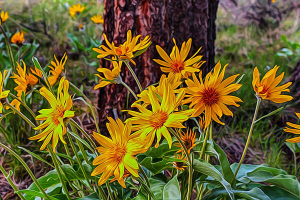 Summer Painting - Arrowleaf Balsamroot by Omaste Witkowski