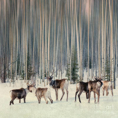 Caribou Amongst Tall Aspen Trees Wall Art