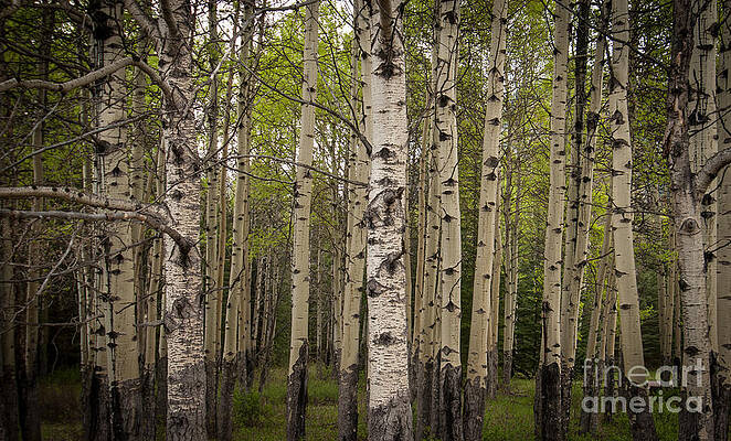 Wall Art featuring the photograph Aspen Grove by Blake Webster