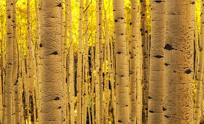 Wall Art featuring the photograph Aspen Tree Trunks by Photography By Teri A. Virbickis