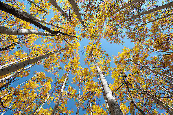 Sky Wall Art featuring the photograph Aspens In The Sky by Cascade Colors
