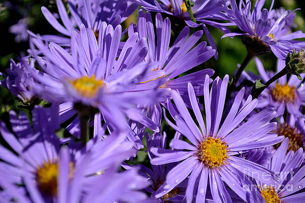 Photograph - Asters After The Rain by Scott Lyons