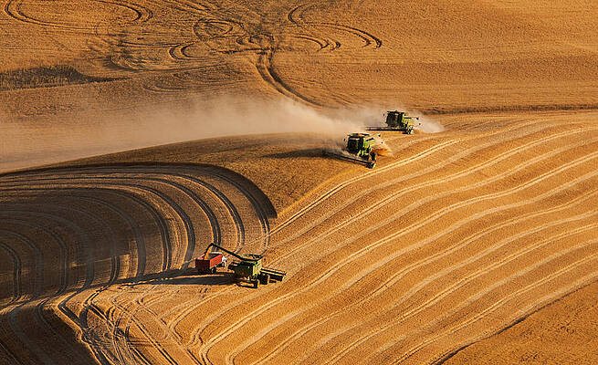 Harvesting in Golden Fields Photograph