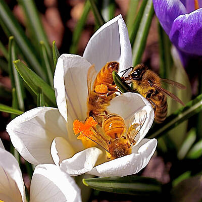 Bees Pollinating Spring Crocuses Wall Art
