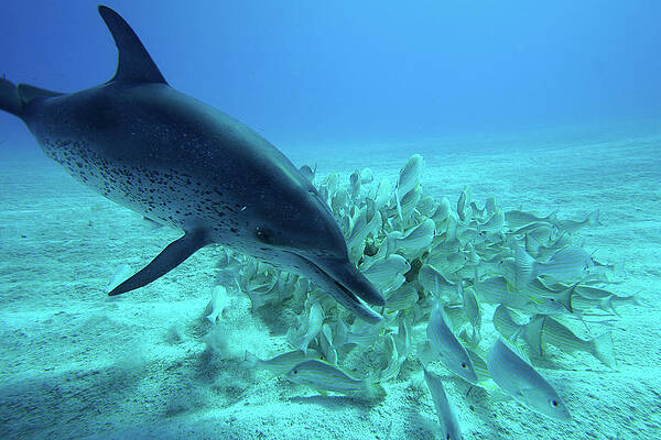 Atlantic Spotted Dolphin Feeding by Hiroya Minakuchi