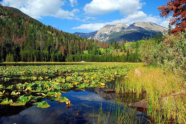 Rocky Mountain National Park Photograph - Autumn At Cub Lake by Cascade Colors