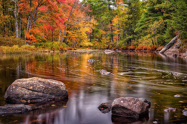 Wall Art featuring the photograph Autumn Color On The Isinglass River by Jeff Sinon