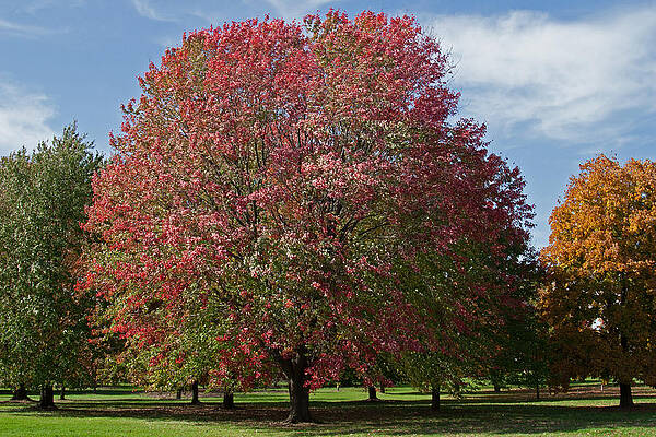 Fall Photograph - Autumn Colors by Natural Focal Point Photography