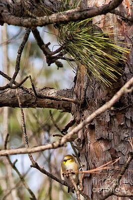 Fall Photograph - Autumn Finch by Natural Focal Point Photography