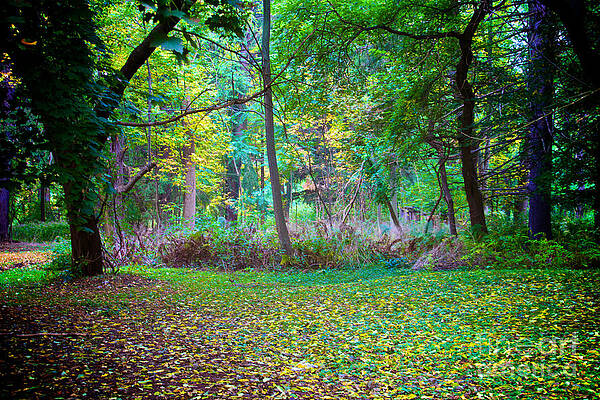 Fall Photograph - Autumn Glen by William Norton