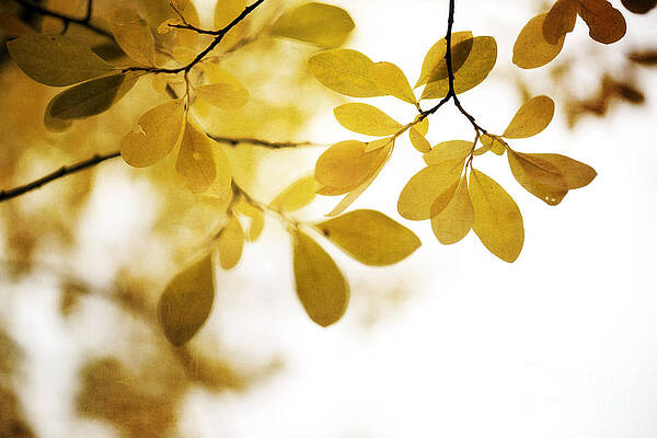 Golden Autumn Leaves Wall Art