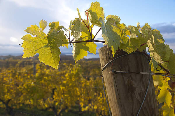 Michigan Wall Art featuring the photograph Autumn Grape Leaves by Owen Weber